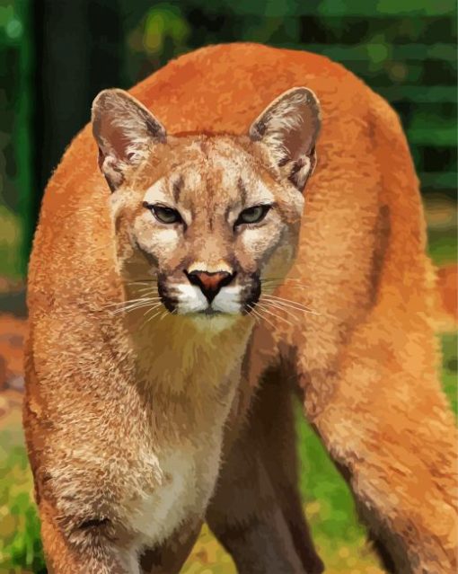 Wild Cougar Paint By Number