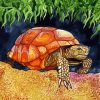 Wild Tortoise paint by numbers