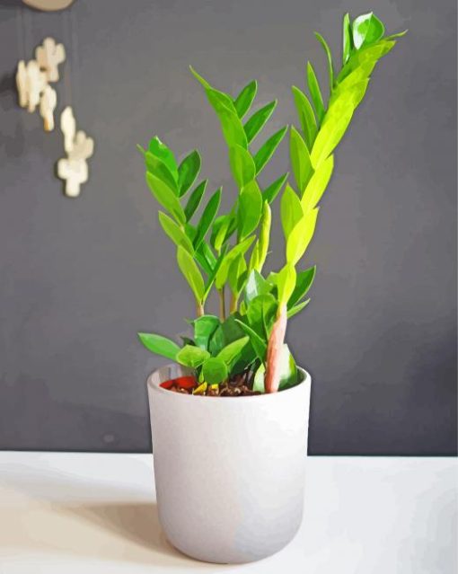 Zamioculcas Plant paint by numbers