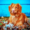 Adorable Toller paint by numbers