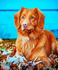 Adorable Toller paint by numbers