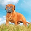 Aesthetic Bullmastiff paint by numbers