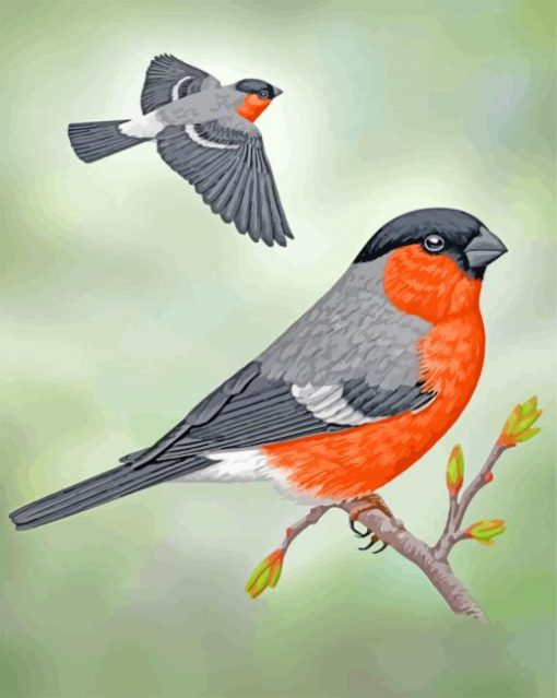 Aesthetic Eurasian Bullfinches paint by numbers