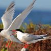 Aesthetic Sternidae Tern Birds Paint By Number