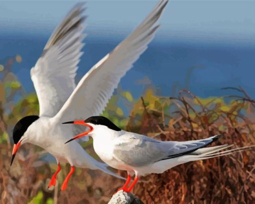 Aesthetic Sternidae Tern Birds Paint By Number