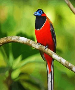 New world trogons pain,t by numbers