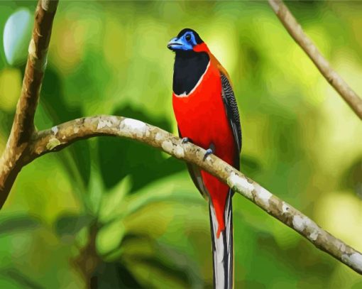 New world trogons pain,t by numbers