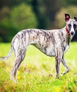 Aesthetic Whippet Dog Paint By Number