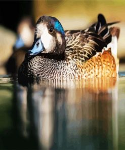 Aesthetic Wigeon Paint By Number