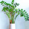 Aesthetic Zamioculcas Plant paint by numbers