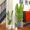 Aesthetic Zamioculcas Plants paint by numbers