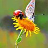 Aesthetic Ladybug and Butterfly paint by numbers