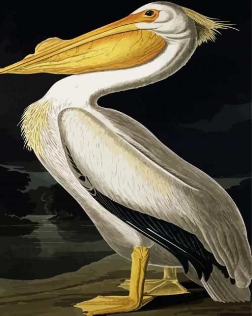 American White Pelican By John James Audubon Paint By Number