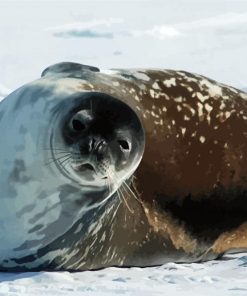 Antarctica Seal paint by numbers
