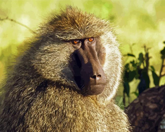 Baboon Animal paint by numbers