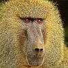 Baboons Monkey Animal paint by numbers