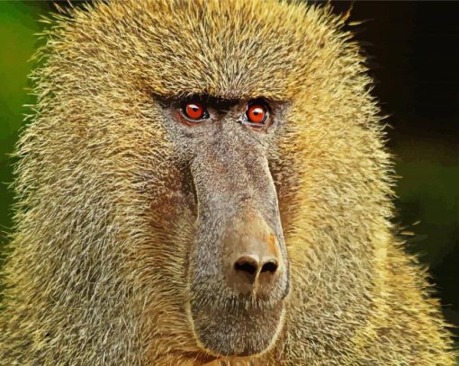 Baboons Monkey Animal paint by numbers