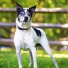 Black And White Rat Terrier Paint By Number