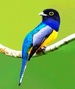 Blue Trogon Paint By Number