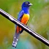 Blue Trogon Bird Paint By Number
