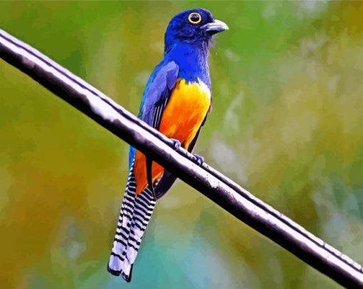 Blue Trogon Bird Paint By Number