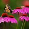Butterfly And Purple Coneflower Paint By Number