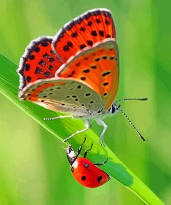Butterfly and Ladybug paint by numbers