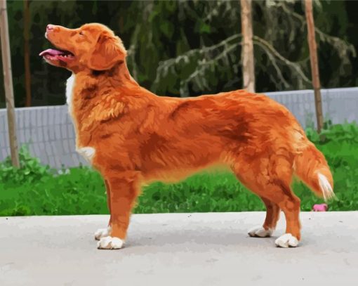 Cute Nova Scotia Duck Tolling Retriever paint by numbers