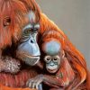 Orangutans Mother Paint By Number