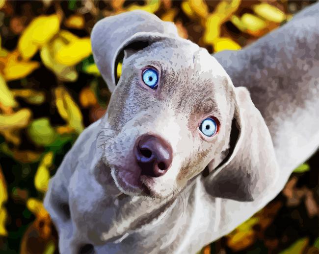 Cute Weimaraner Puppy Paint By Number