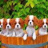 Cute king Charles Spaniel Puppies paint by numbers