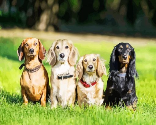 Dachshunds Dogs Paint By Number
