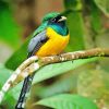 Green and Yellow Trogon paint by numbers