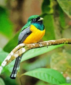 Green and Yellow Trogon paint by numbers