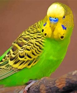 Green and Yellow Budgerigar paint by numbers