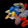 Guppy Rainbow Fish paint by numbers