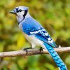 North American Blue Jay paint by numbers