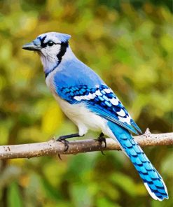 North American Blue Jay paint by numbers
