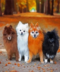 Pomeranian Puppies Dogs paint by numbers