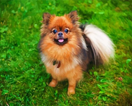 Pomeranian Dog paint by numbers