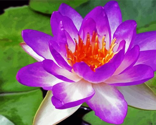 Purple Waterlily Paint By Number
