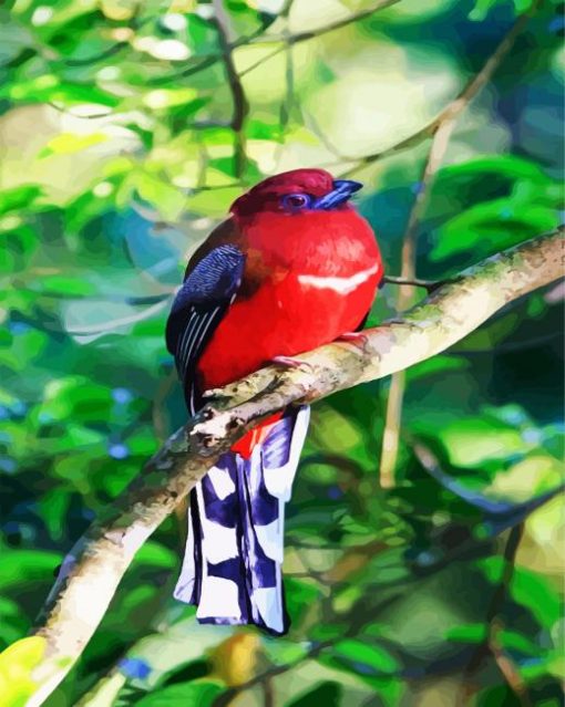 Red Trogon Bird Paint By Number