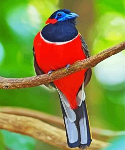 Red Trogon Paint By Number