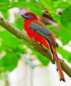 Red Trogon In A Tree Paint By Number