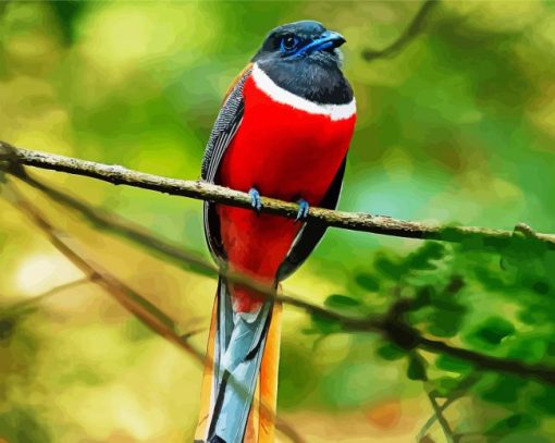 Red Trogon paint by numbers