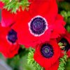 Red Anemones paint by numbers