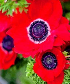 Red Anemones paint by numbers