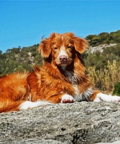 Toller Dog paint by numbers