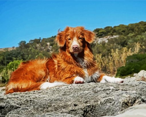 Toller Dog paint by numbers