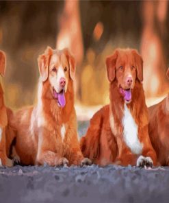 Tollers Dogs paint by numbers